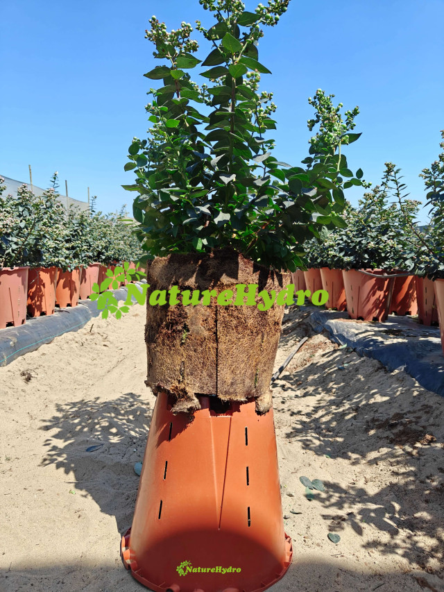 Plastic Berry Grow Pots Wholesale
