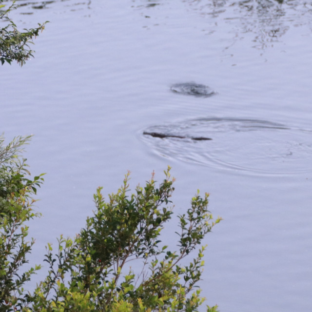 Port Macquarie | 130ha River Estate | Platypus | Dual Living 